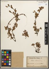 Foto von Salix retusa L.